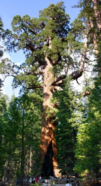 Séquoia géant.jpg