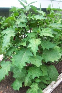 SCARLET CHINESSE.jpg