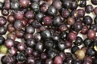 SOLANUM morelle sunberry-1.jpg