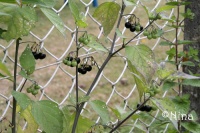 SOLANUM morelle sunberry.jpg