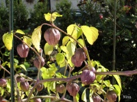 SOLANUM physalis ixocarpa-1.jpg