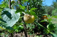 SOLANUM physalis ixocarpa-2.jpg