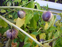 SOLANUM physalis ixocarpa. purple de milpa.jpg
