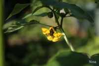 SOLANUM physalis ixocarpa.jpg