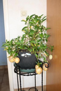 SOLANUM poire melon-1.jpg