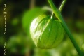 SOLANUM toma verde.jpg