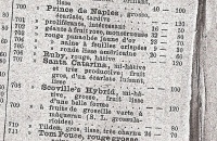 Santa catarina-1.jpg