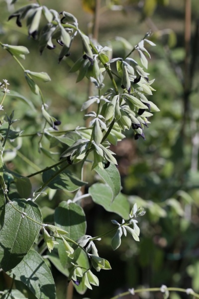 Fichier:Sauge cassis.jpg