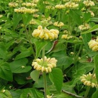 Sauge de Jérusalem de Russel-1.jpg