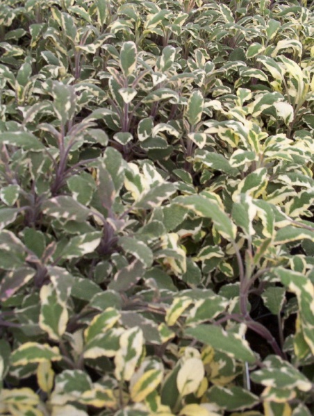 Fichier:Sauge officinale var tricolor-1.jpg