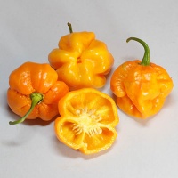 Scotch Bonnet Foodorama.jpg