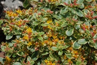 Sedum kamtschaticum variegatum.jpg