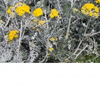 Senecio cineraria.jpg