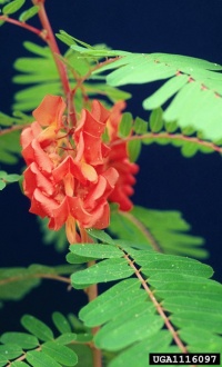 Sesbania punicea.jpg