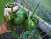 Sheepnose pimento-1.jpg