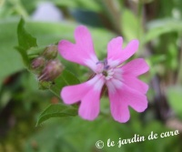 Silène dioïque-1.jpg