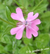 Silène dioïque.jpg