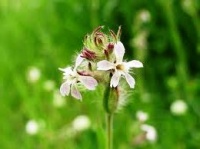Silene Gallica var. quinquevulnera-1.jpg