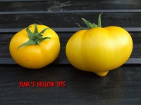 Sink's Yellow Tits-1.jpg