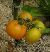 Sink's Yellow Tits-2.jpg