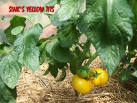 Sink's Yellow Tits.jpg