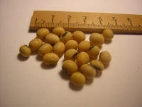 Soja à grain jaune.jpg