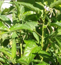 Solanum muricatum petit.jpg