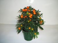 Solanum pseudocapsicum.jpg