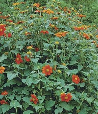 Soleil du mexique-1.jpg