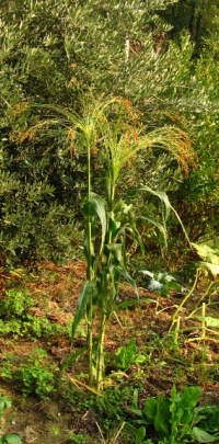 Sorgho pour balais.jpg