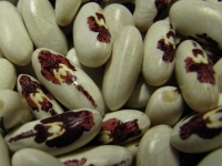 St Esprit a oeil rouge.jpg