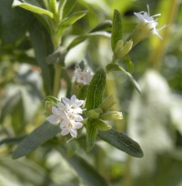 Stevia rebaudiana-1.jpg