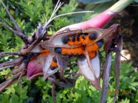 Strelitzia reginae-1.jpg