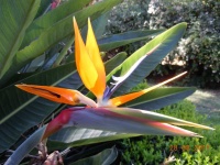 Strelitzia reginae.jpg