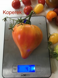 Striped Oxheart Δ.jpg