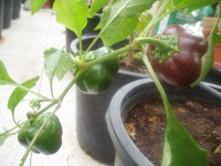 Sweet Chocolate Pepper.jpg