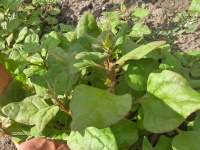 Tétragone cornue rubrifolia-1.jpg