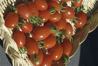 TOMATE Aligote-1.jpg