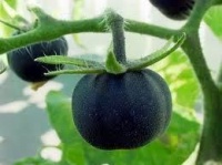 TOMATE Galaxy black-1.jpg
