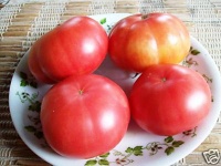 TOMATE Mao-1.jpg
