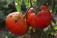 TOMATE Marmande de Montpellier-1.jpg