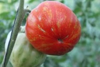 TOMATE Marmande de Montpellier-2.jpg