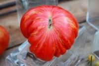 TOMATE Marmande de Montpellier.jpg