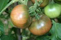 TOMATE Midnight in moscow-1.jpg