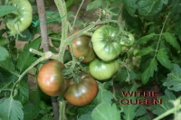 TOMATE Midnight in moscow-2.jpg