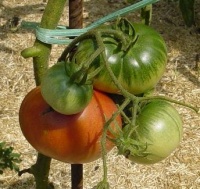 TOMATE Mikada rose.jpg