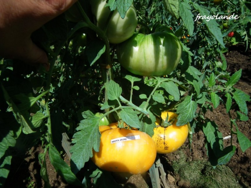 Fichier:TOMATE Moya Jaune-2.jpg