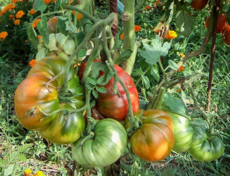 Fichier:TOMATE Moya Noire-1.jpg