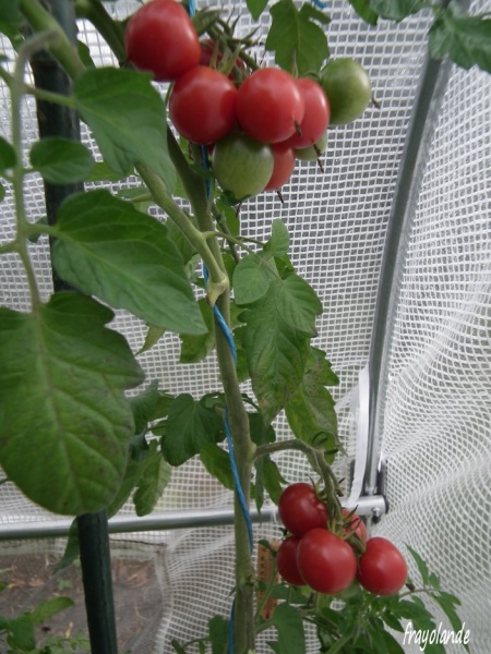 Fichier:TOMATE RUTHJE.jpg