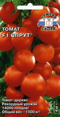 TOMATE Sprut F1.jpg